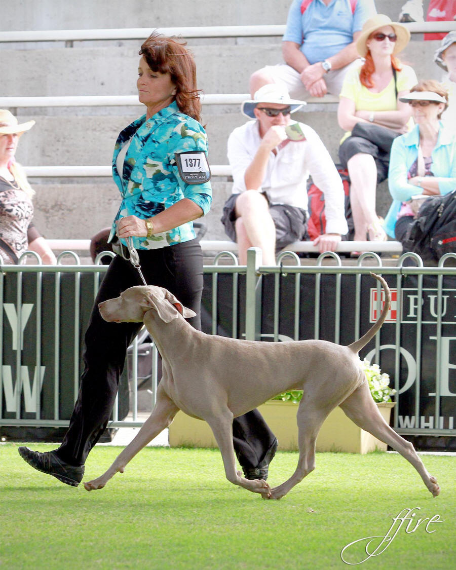 Satine at Sydney Royal